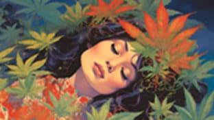 Cannabis CBD Wellness Care Blog Category